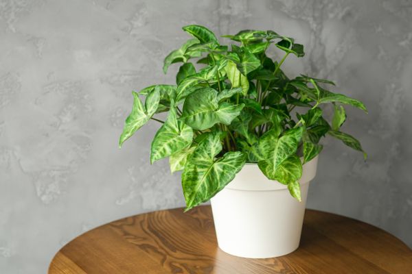 Syngonium : la plante d’intérieur tropicale facile à adopter