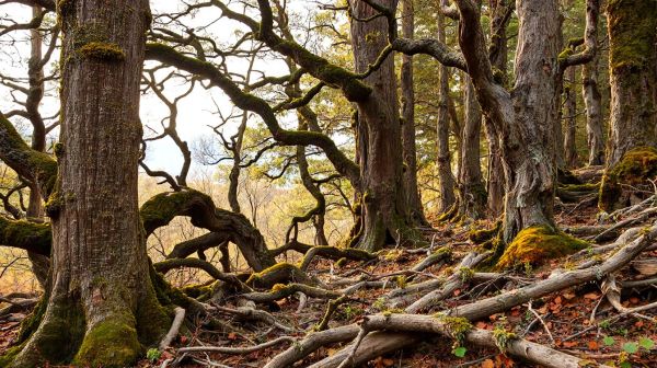 Top solutions pour protéger le bois sur le long terme